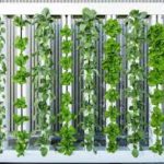 Vertical farm start-up Plenty raises $200m